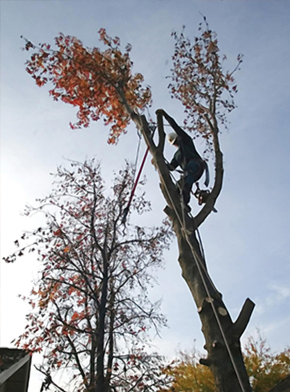Tree Removal Tree Removal